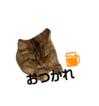 リアルねこ ふわもふミトン（個別スタンプ：23）