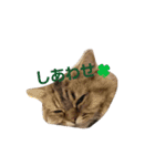 リアルねこ ふわもふミトン（個別スタンプ：24）