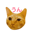 茶トラと三毛猫の仲良し40スタンプ（個別スタンプ：1）