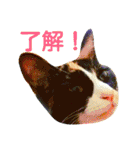 茶トラと三毛猫の仲良し40スタンプ（個別スタンプ：2）