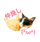 茶トラと三毛猫の仲良し40スタンプ（個別スタンプ：3）