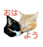 茶トラと三毛猫の仲良し40スタンプ（個別スタンプ：4）