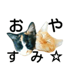 茶トラと三毛猫の仲良し40スタンプ（個別スタンプ：5）