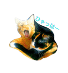 茶トラと三毛猫の仲良し40スタンプ（個別スタンプ：7）