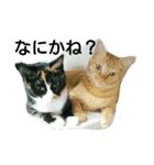 茶トラと三毛猫の仲良し40スタンプ（個別スタンプ：10）