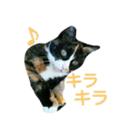 茶トラと三毛猫の仲良し40スタンプ（個別スタンプ：11）