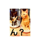 茶トラと三毛猫の仲良し40スタンプ（個別スタンプ：14）