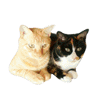茶トラと三毛猫の仲良し40スタンプ（個別スタンプ：17）