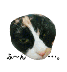 茶トラと三毛猫の仲良し40スタンプ（個別スタンプ：18）