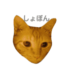 茶トラと三毛猫の仲良し40スタンプ（個別スタンプ：19）