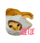 茶トラと三毛猫の仲良し40スタンプ（個別スタンプ：20）