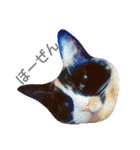 茶トラと三毛猫の仲良し40スタンプ（個別スタンプ：21）