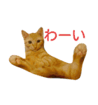 茶トラと三毛猫の仲良し40スタンプ（個別スタンプ：22）