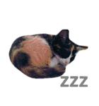 茶トラと三毛猫の仲良し40スタンプ（個別スタンプ：23）