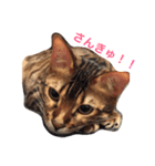 ヒョウ柄ネコのクラウド vol.1（個別スタンプ：3）