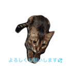 ヒョウ柄ネコのクラウド vol.1（個別スタンプ：5）