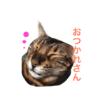 ヒョウ柄ネコのクラウド vol.1（個別スタンプ：12）