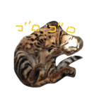 ヒョウ柄ネコのクラウド vol.1（個別スタンプ：14）