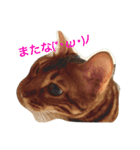 ヒョウ柄ネコのクラウド vol.1（個別スタンプ：15）