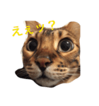 ヒョウ柄ネコのクラウド vol.1（個別スタンプ：16）