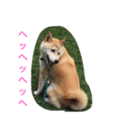 roku stamp（個別スタンプ：1）