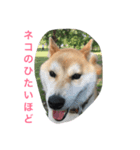 roku stamp（個別スタンプ：2）