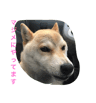 roku stamp（個別スタンプ：3）