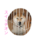 roku stamp（個別スタンプ：4）