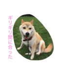 roku stamp（個別スタンプ：6）