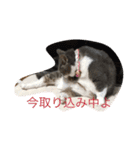 プティ（個別スタンプ：4）