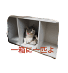 プティ（個別スタンプ：5）