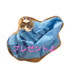 プティ（個別スタンプ：7）