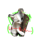 Cat-Club 2（個別スタンプ：1）