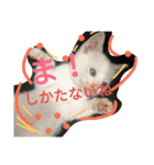 Cat-Club 2（個別スタンプ：2）