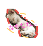 Cat-Club 2（個別スタンプ：3）