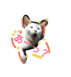 Cat-Club 2（個別スタンプ：4）