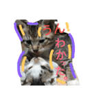 Cat-Club 2（個別スタンプ：5）