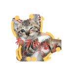 Cat-Club 2（個別スタンプ：7）