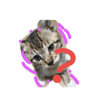 Cat-Club 2（個別スタンプ：8）