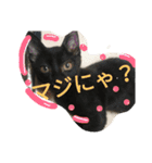 Cat-Club 2（個別スタンプ：10）