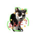 Cat-Club 2（個別スタンプ：11）