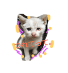 Cat-Club 2（個別スタンプ：12）