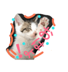 Cat-Club 2（個別スタンプ：15）
