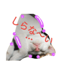 Cat-Club 2（個別スタンプ：16）