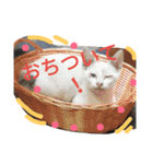 Cat-Club 2（個別スタンプ：17）
