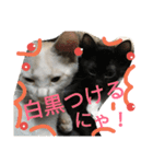 Cat-Club 2（個別スタンプ：19）