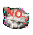 Cat-Club 2（個別スタンプ：20）