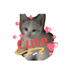 Cat-Club 2（個別スタンプ：21）