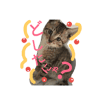 Cat-Club 2（個別スタンプ：22）