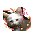 Cat-Club 2（個別スタンプ：23）